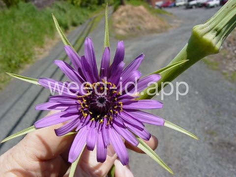 salsify, common
